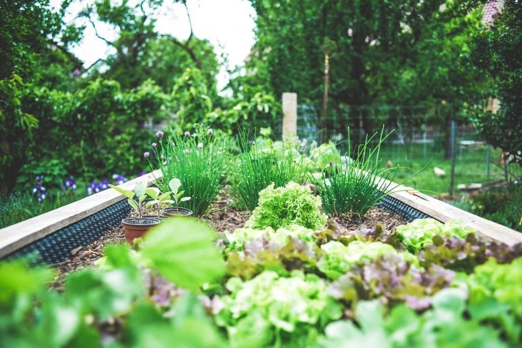 Setting up a vegetable garden on a balcony